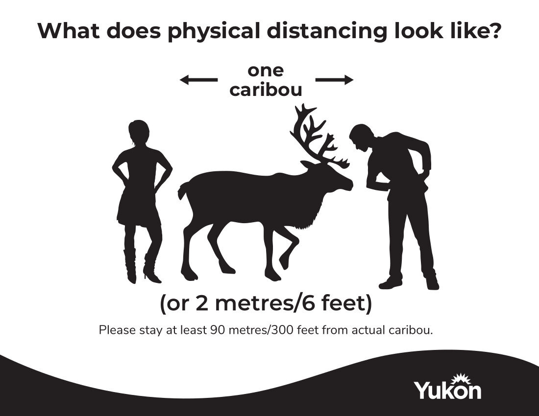  Image description: Illustration with two human forms and one caribou between them. Text: ‘What does physical distancing look like? One Caribou. (or 2 metres/6 feet) Please stay at least 90 metres/300 feet from actual caribou.” Yukon Government logo.