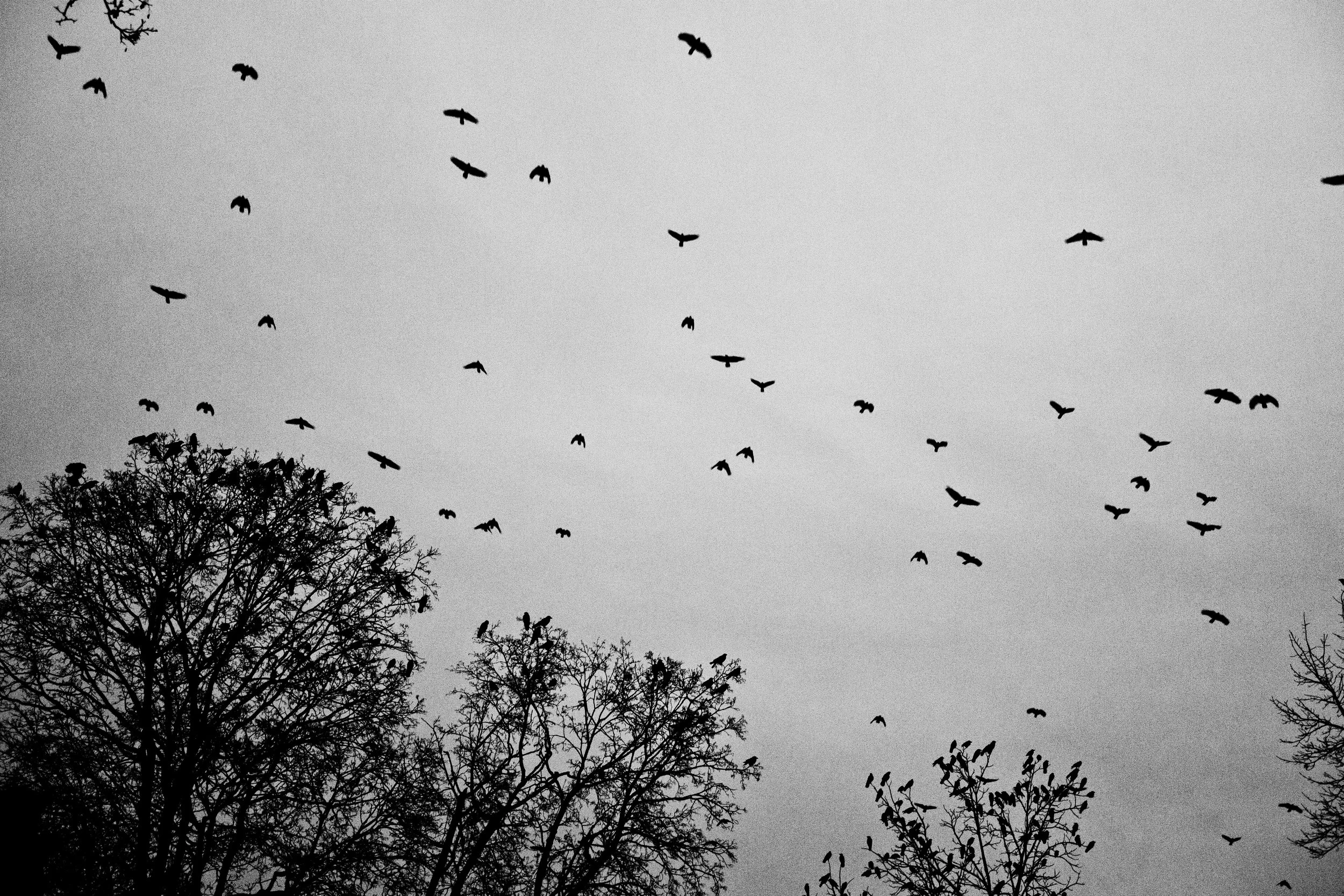 BIRDS-FLIGHT030.JPG