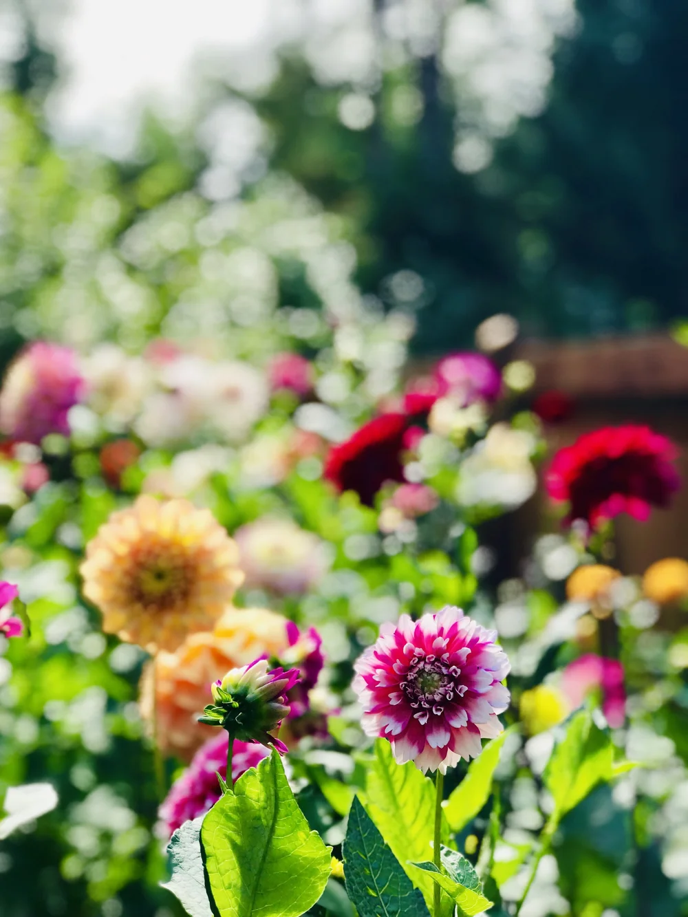 Kecantikan Bunga Dahlia Life Is A Story
