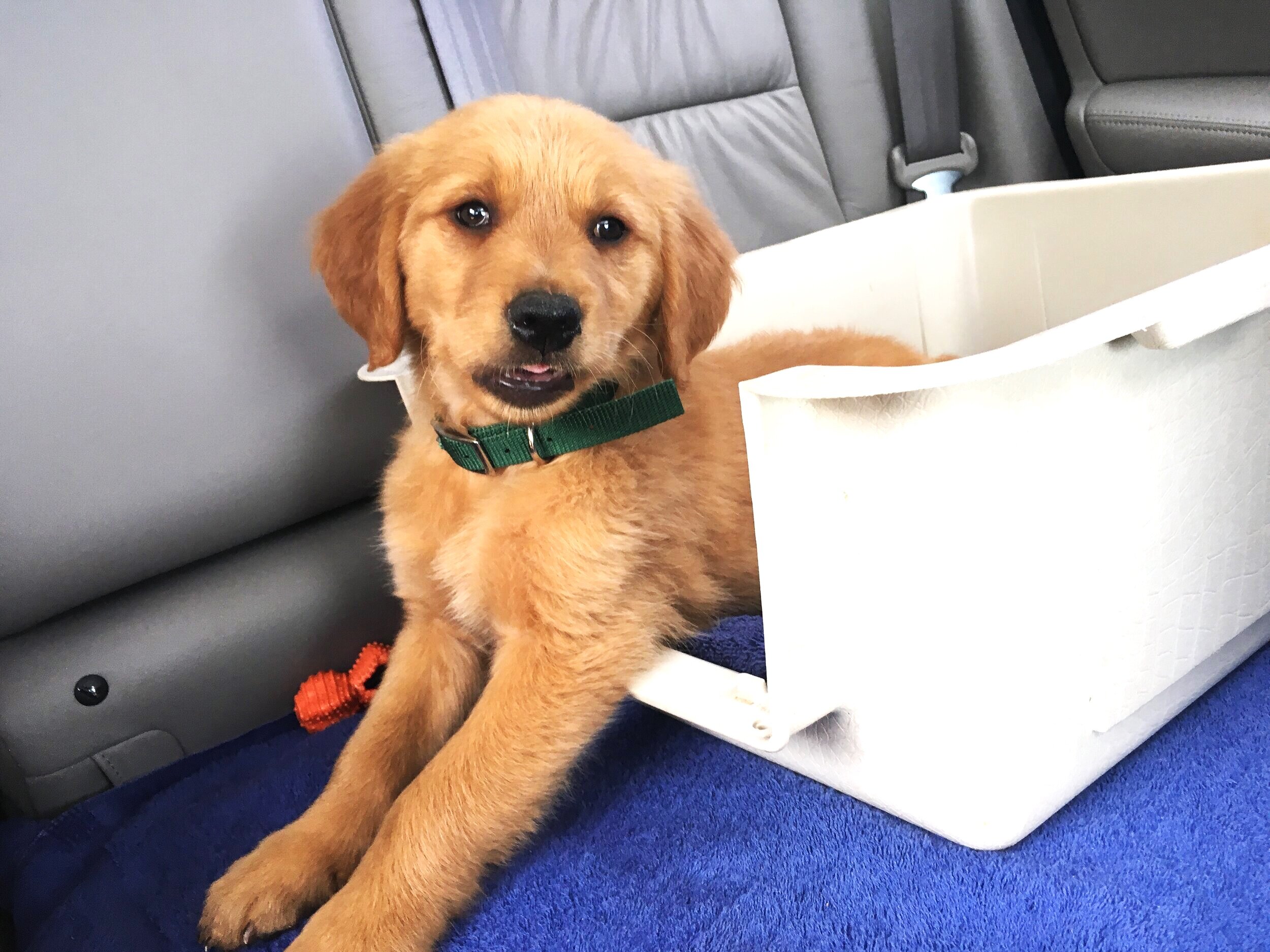 CISCO - THE GOLDENPUP