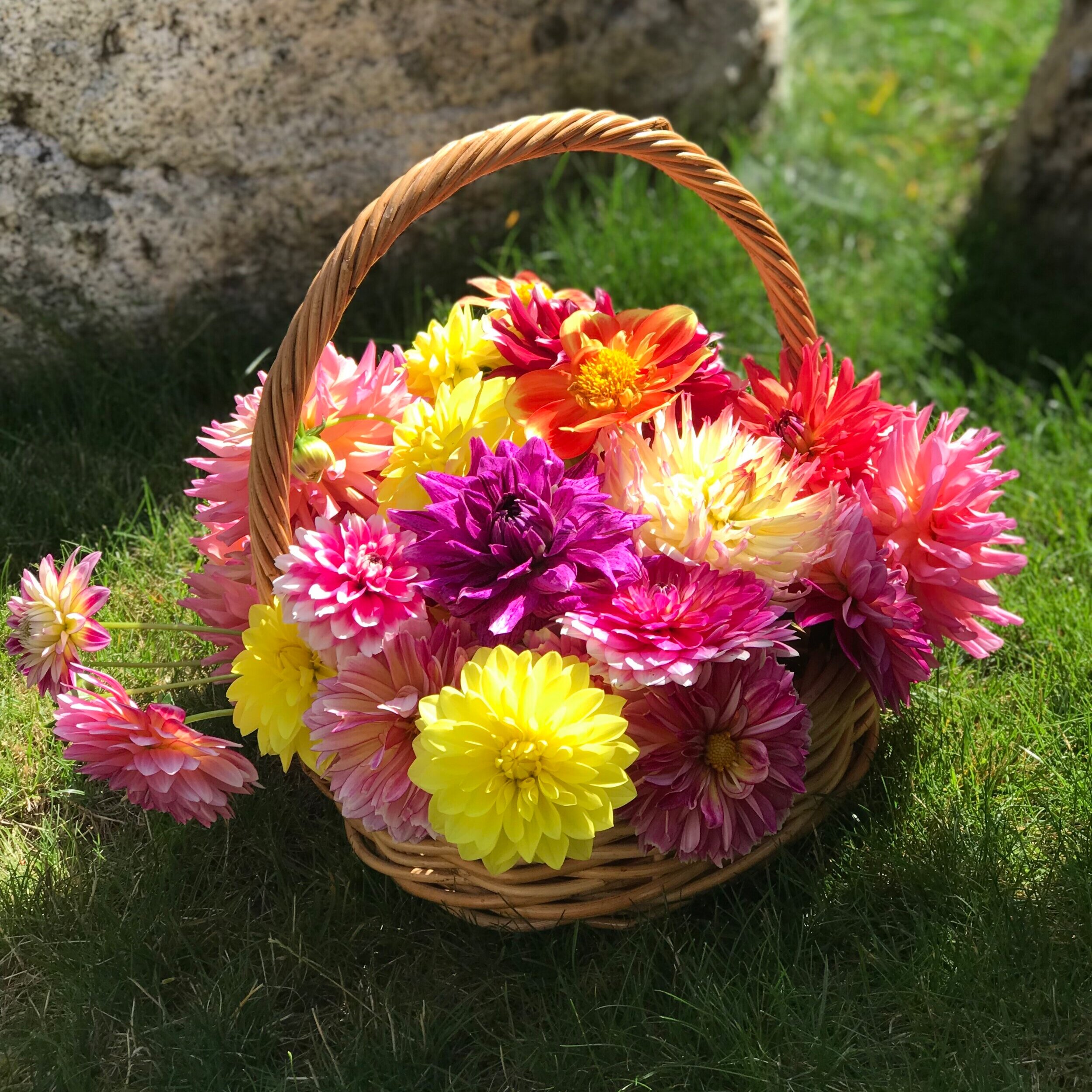 KECANTIKAN BUNGA DAHLIA