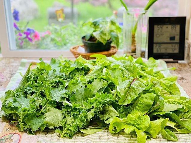 &ldquo;I grow my own vegetables and herbs. I like being able to tell people that the lunch I&rsquo;m serving started out as a seed in my yard&rdquo; ~ Curtis Stone .
.
Harvest of the day from my backyard, not for lunch but for our dinner. Fresh salad