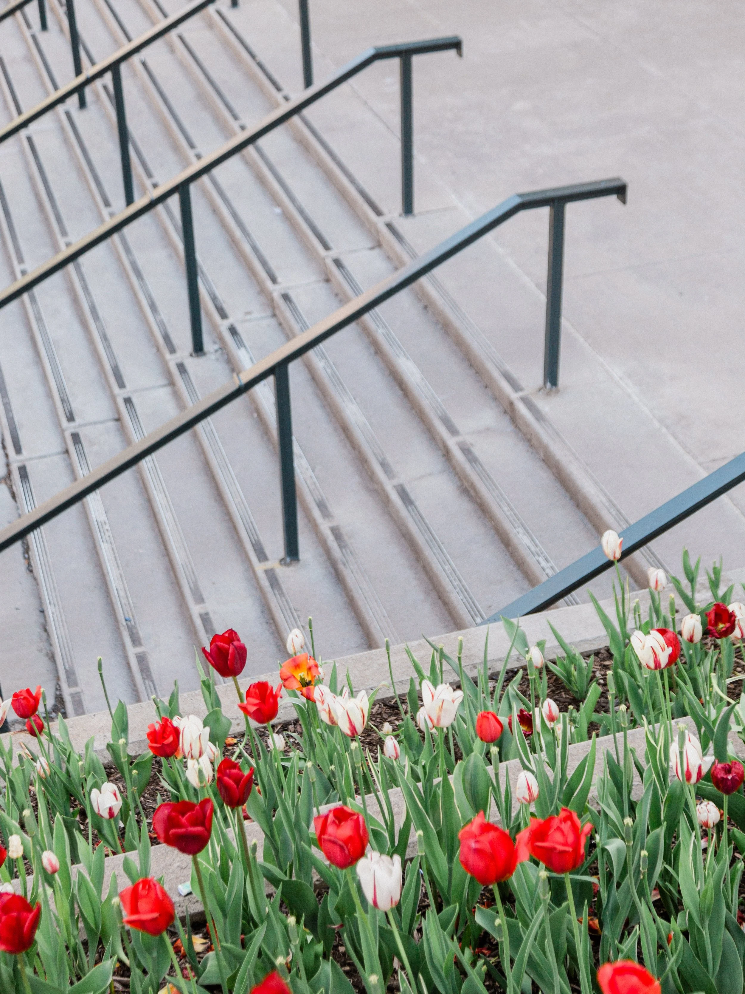 ottawa_tulips2023-10.jpg