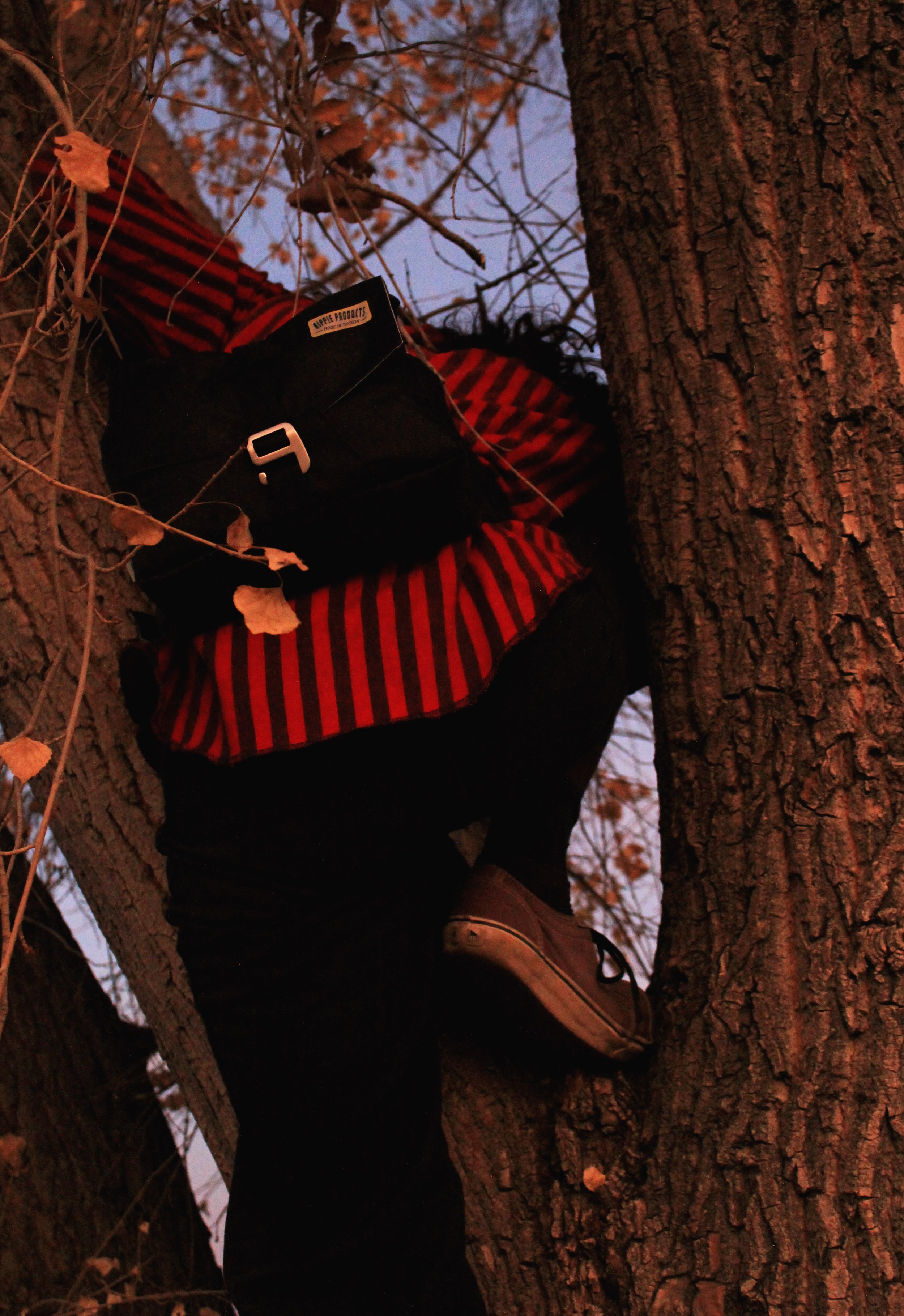 Rollie climbing in tree.jpg