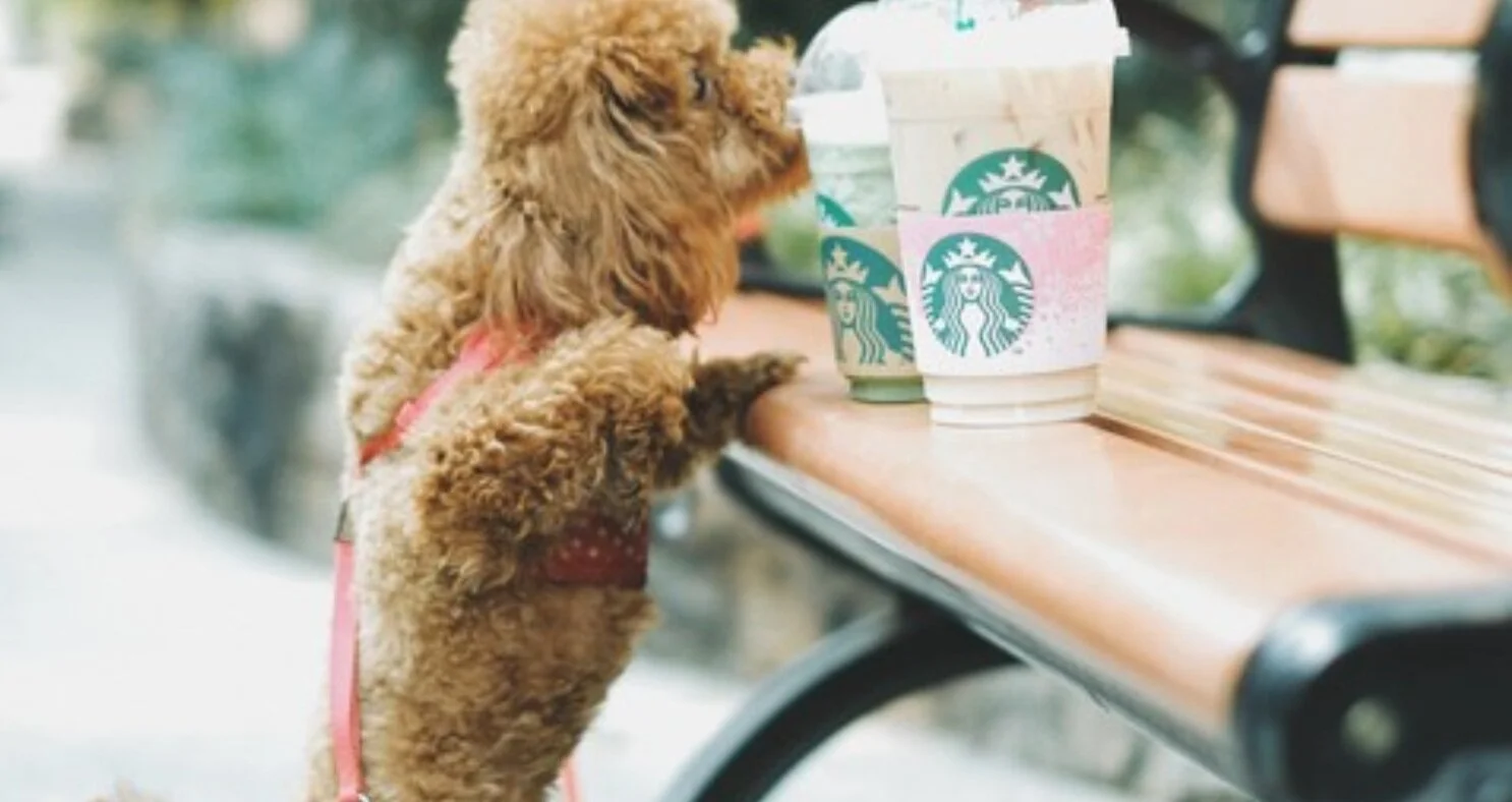 Simple SEO Advice for Dog Lovers