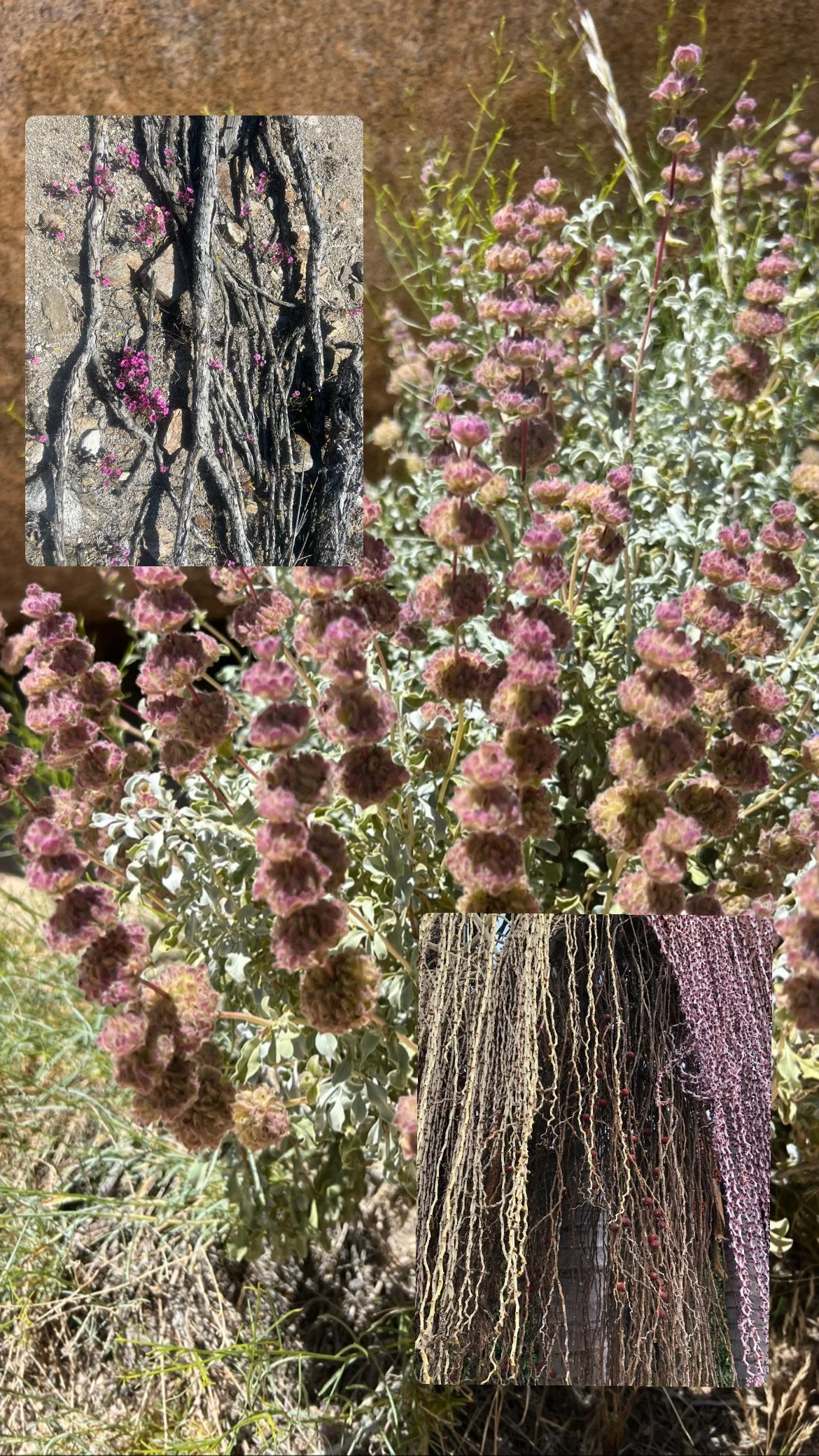 Stalks, 2023