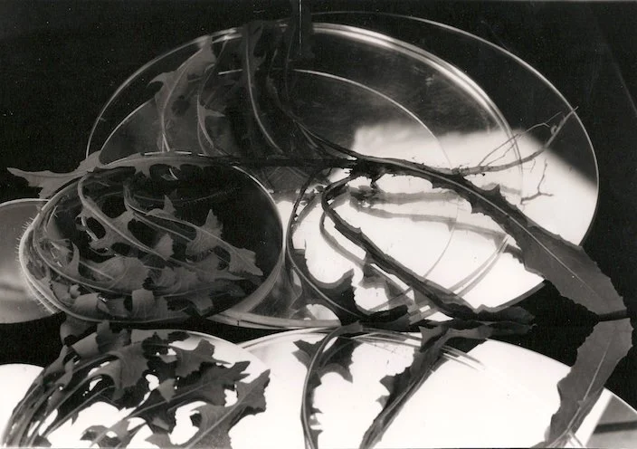 Inside You're Twisted and Unkind, 2018