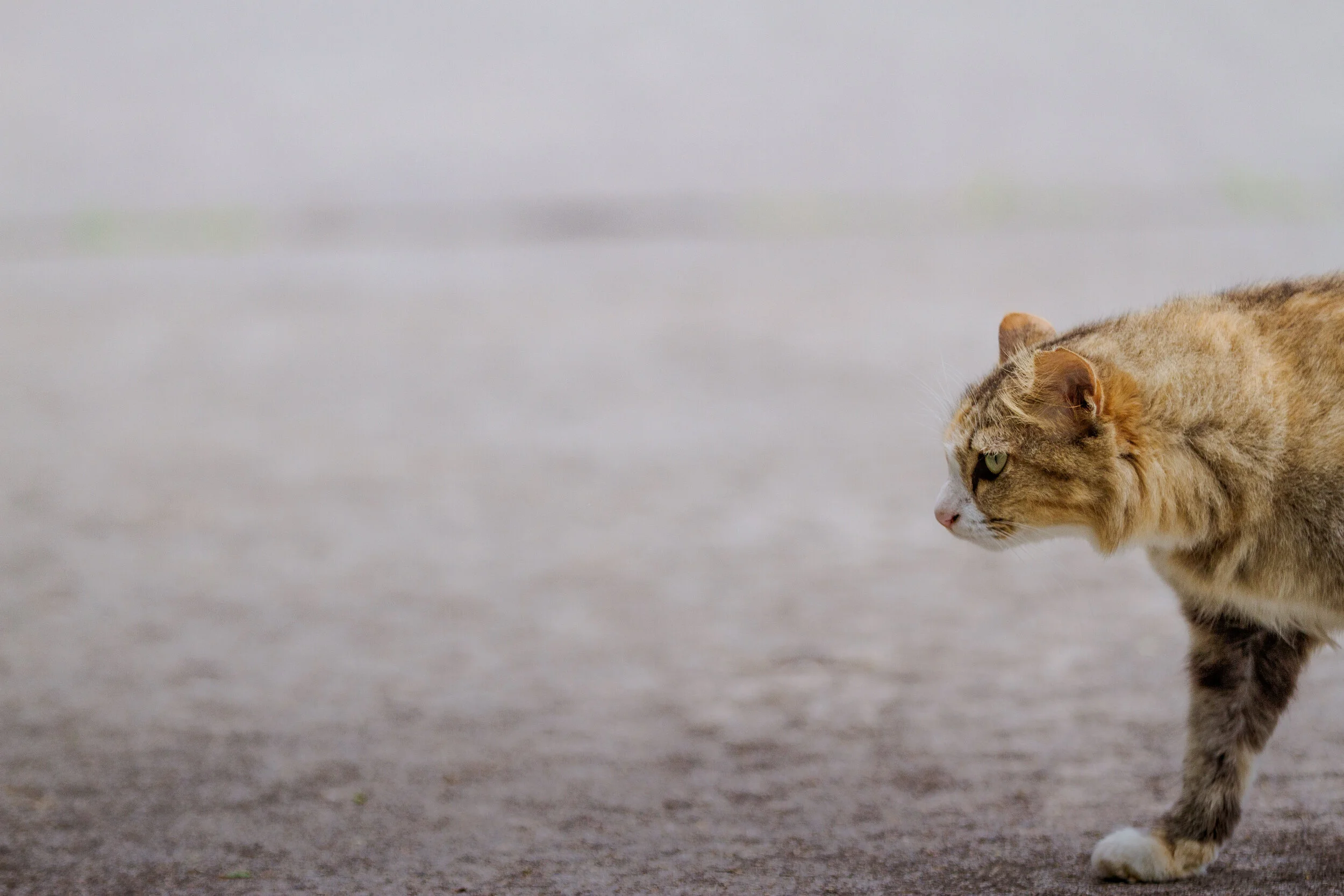 石垣の猫-3.jpg