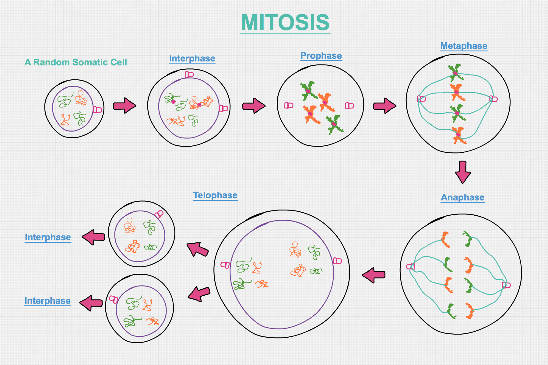 HSC-Biology-Mitosis-Diagram.png.