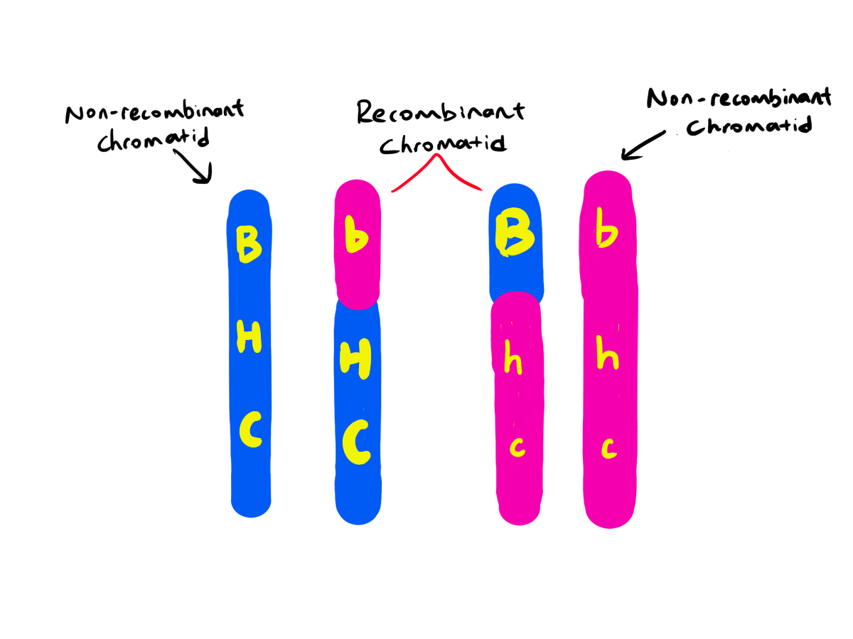 HSC Biology - Module 5 - Inquiry Question 4