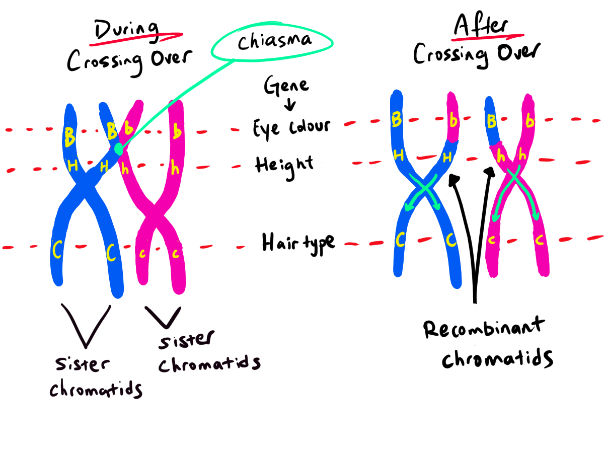 Crossing Over In Genetics HSC Biology - Module 5 - Inquiry Question 4