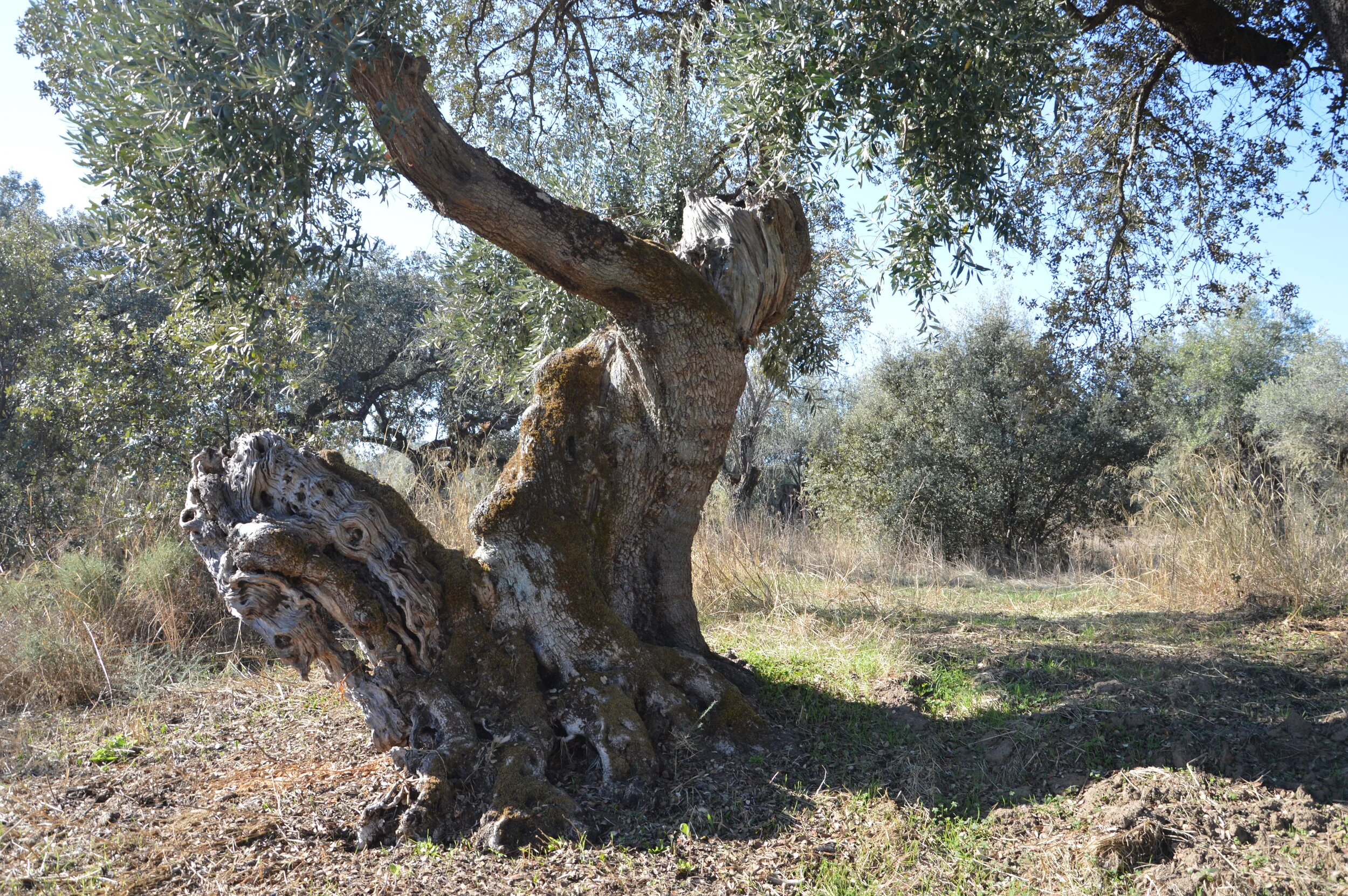 Portfolio of the visual artist Renée Gagnon