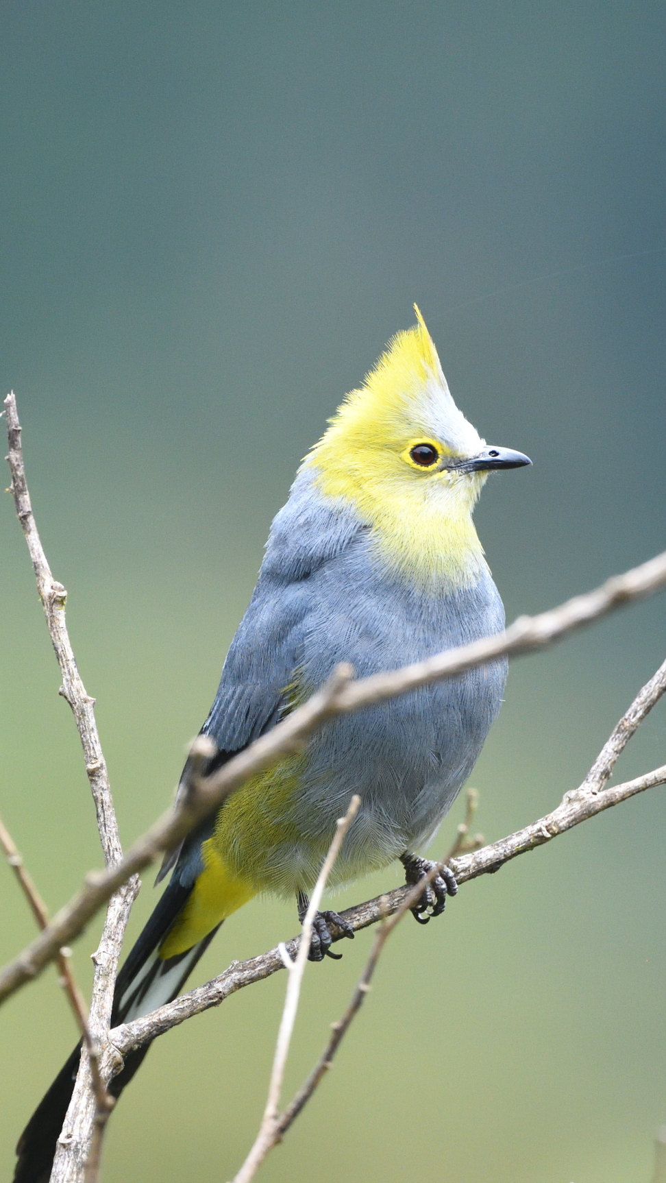 Long-tailed Silky Flycatcher by Vincent Ho