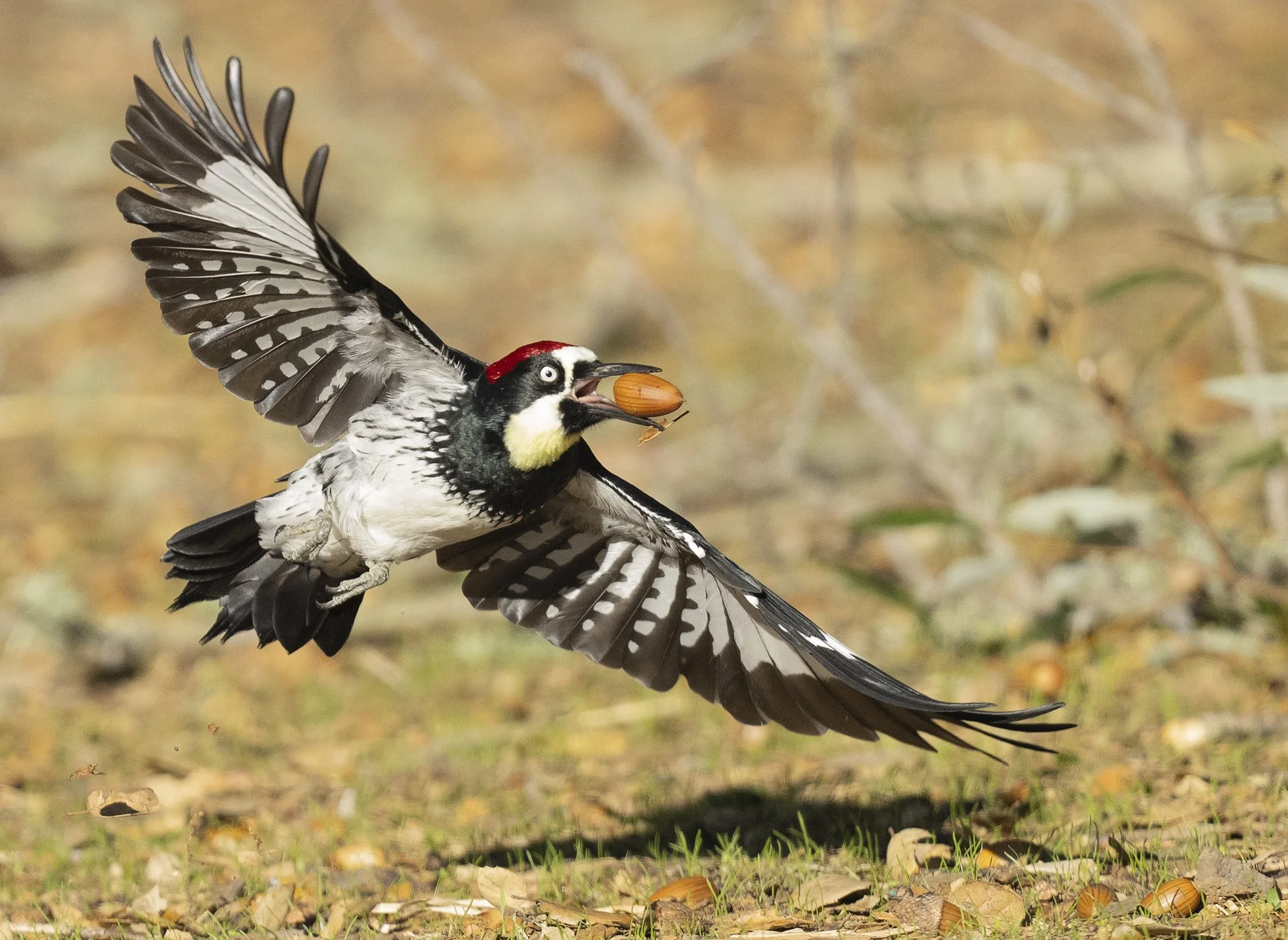 Acorn Woodpecker (1766)_SM.jpg