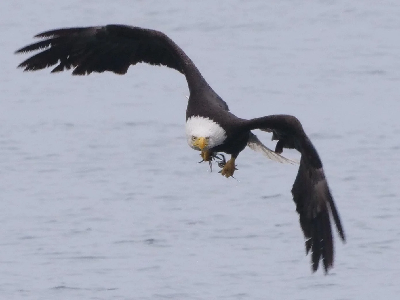 Cornet Bay/Hoypus Point Field Trip at Deception Pass St. Park