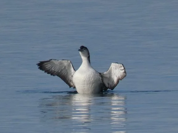 Loons at Deception Pass - Field Trip
