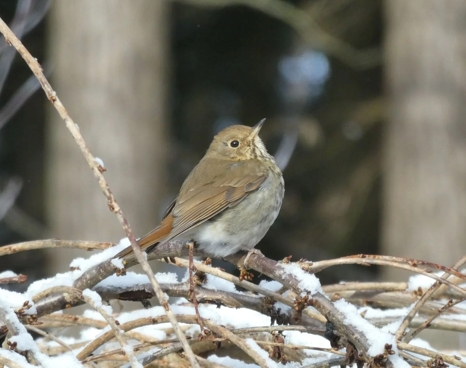 Birding in Neighborhoods - North Whidbey