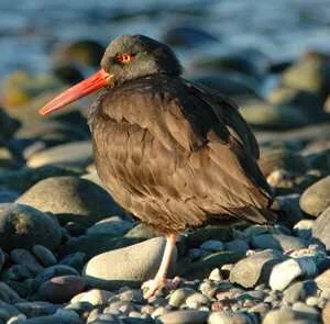 Fort Ebey State Park with Steve Ellis