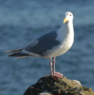 Small Sits at Keystone Dive Park and Coupeville Wharf