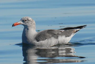 Birding in Neighborhoods - North