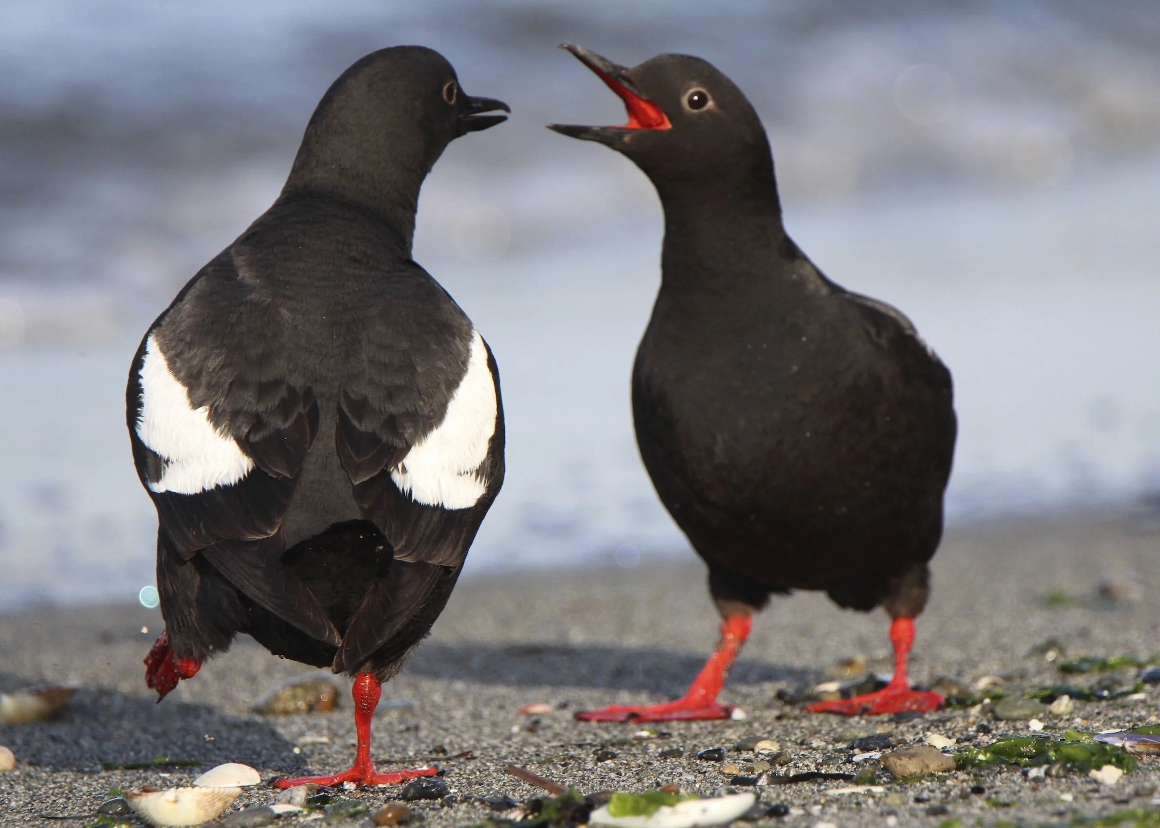 Two on Beach.jpg