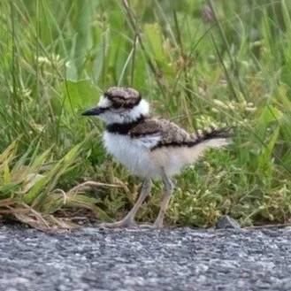 General Meeting &amp; Program: Come Share Your Best Birding Moments and More