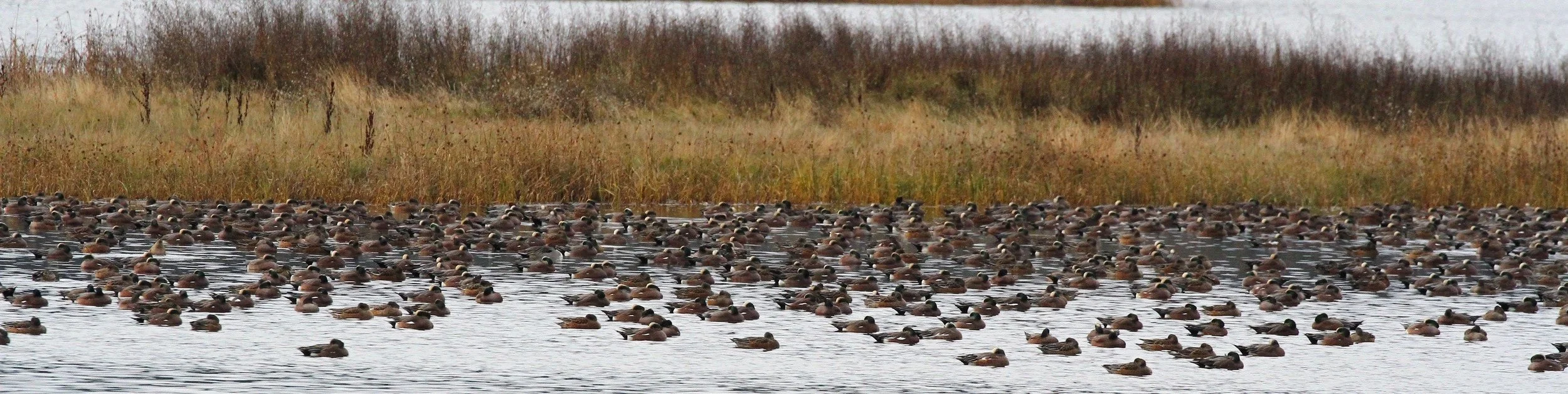 Comment Now on the Deer Lagoon Draft Comprehensive Plan!