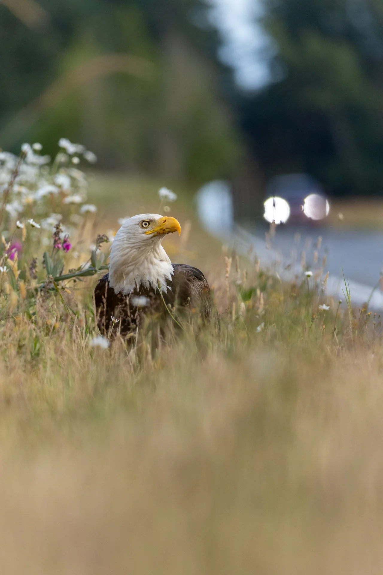 Lourdes Venard was awarded Honorable Mention for this Eagle spotted along the highway.