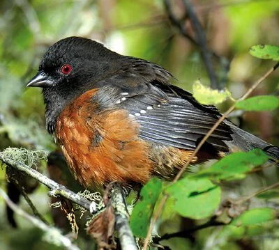 SpottedTowhee.jpg