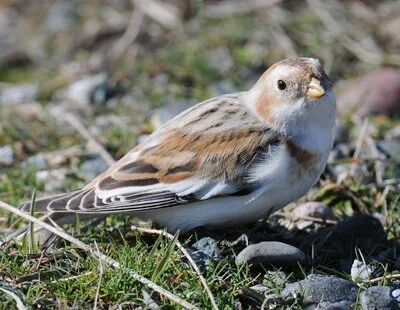 SnowBunting.jpg
