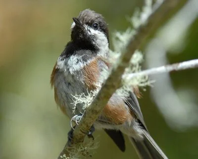 Chestnut-backedChickadee.jpg