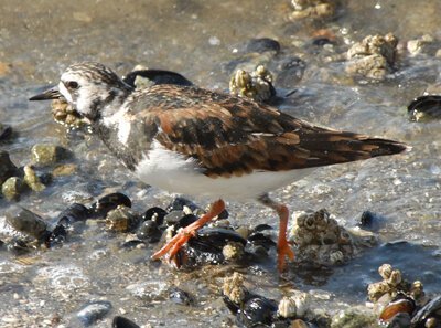 RuddyTurnstone.jpg