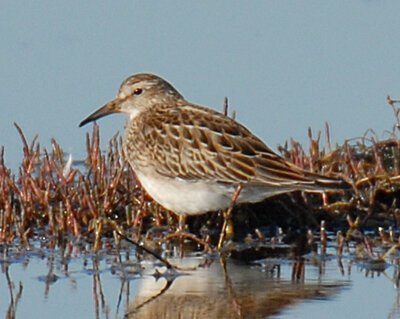 PectoralSandpiper.jpg