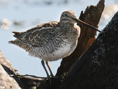 CommonSnipe.jpg