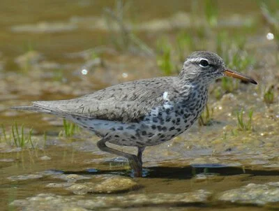 SpottedSandpiper.jpg