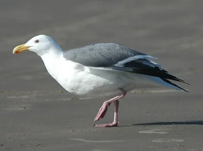 WesternGull.jpg