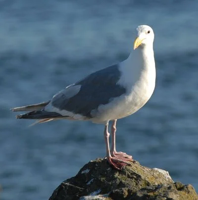Glaucous-wingedGull.jpg