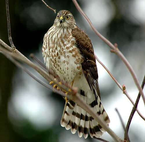 Sharp-shinnedHawkjuvenile.jpg