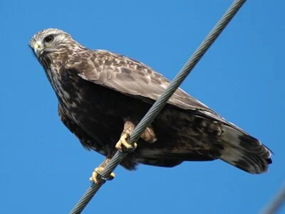 Rough-leggedHawk.jpg