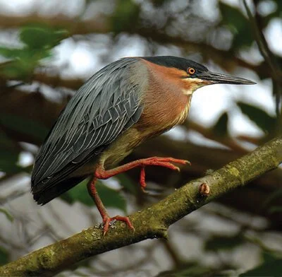 GreenHeron.jpg