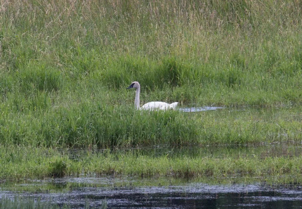 Birding in Neighborhoods South - Summer Sightings