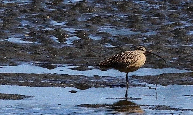 Summer Deer Lagoon Preserve Efforts 