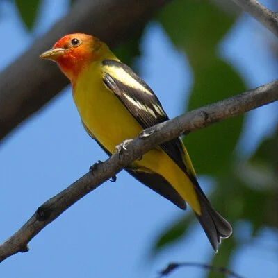 Get to Know the Western Tanager (Piranga ludoviciana)