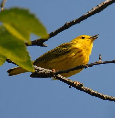Birding in Neighborhoods - South