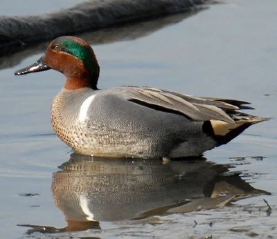 Birding in Neighborhoods - South: January and February&nbsp;
