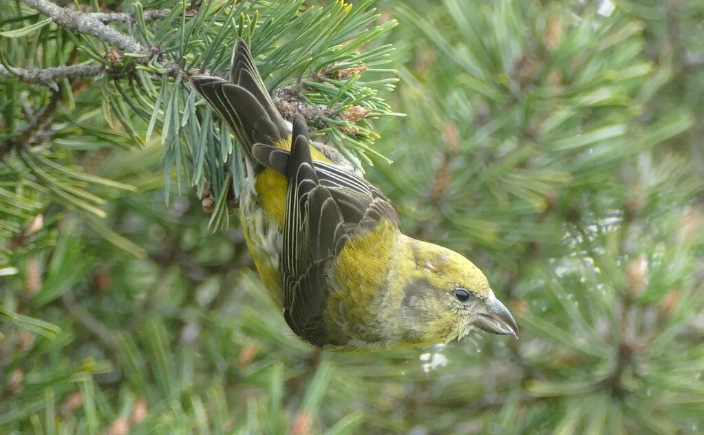 Red Crossbill at PRI - George Heleker.jpg
