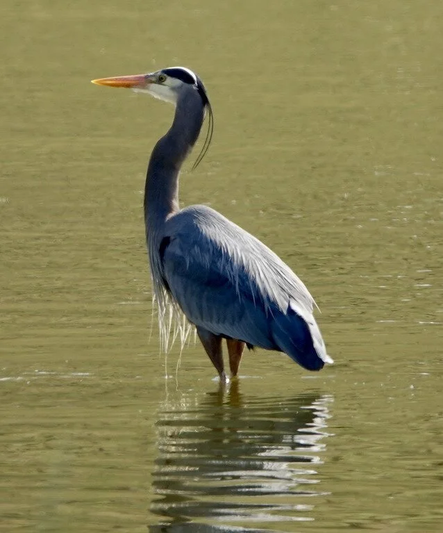 Birding in the Neighborhoods South: Deer Lagoon and Greenbank Farm