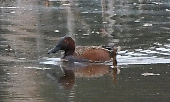 Birding in Neighborhoods South: April and May Sightings