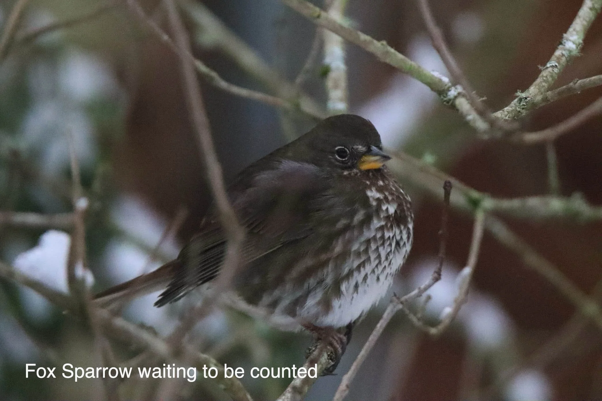 Deadline to signup to help with Christmas Bird Count South