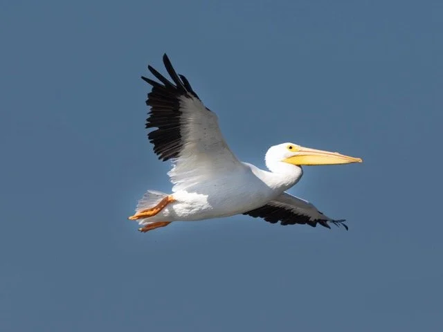 Birding in Neighborhoods North–Summer Sightings